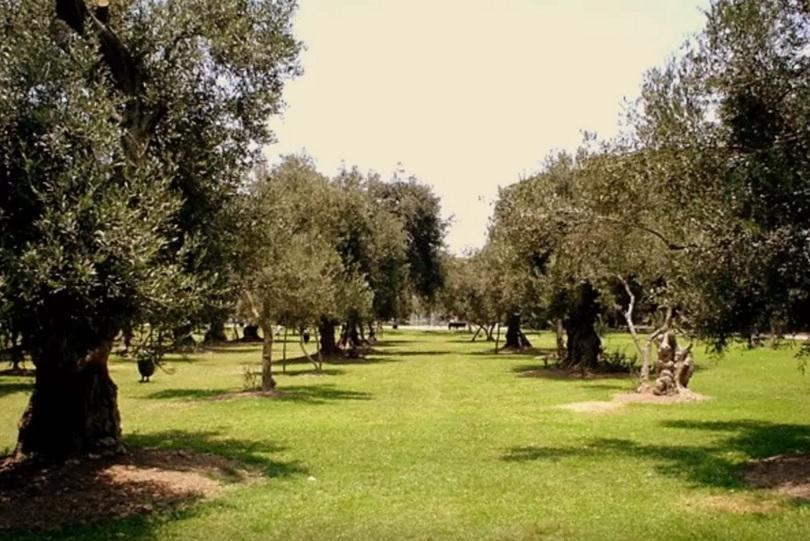 B&B El Olivar Лима Экстерьер фото